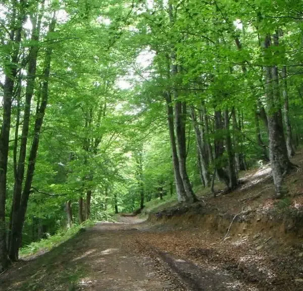 proyectos-obras-servicios-jardineria-biomasa-integra-ambiental-5 proyectos obras servicios jardineria biomasa integra ambiental 5